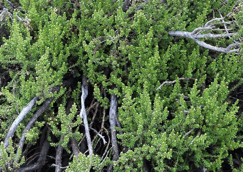 Chiliophyllum densifolium photo 5
