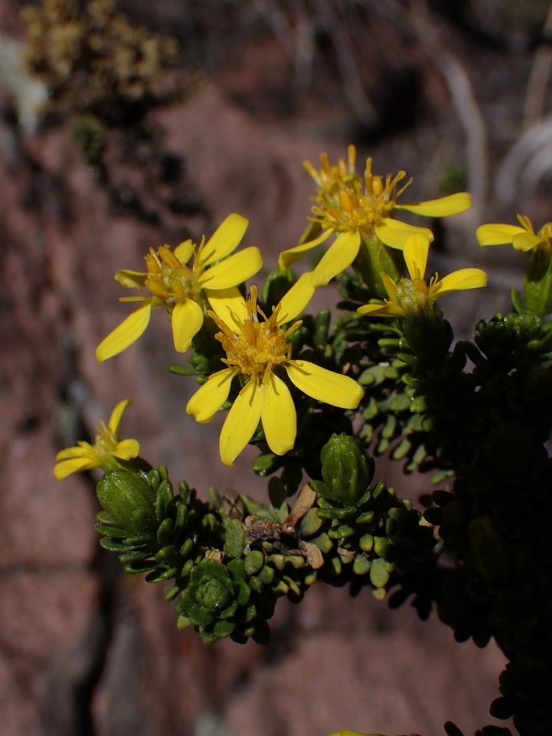 Chiliophyllum densifolium photo 6