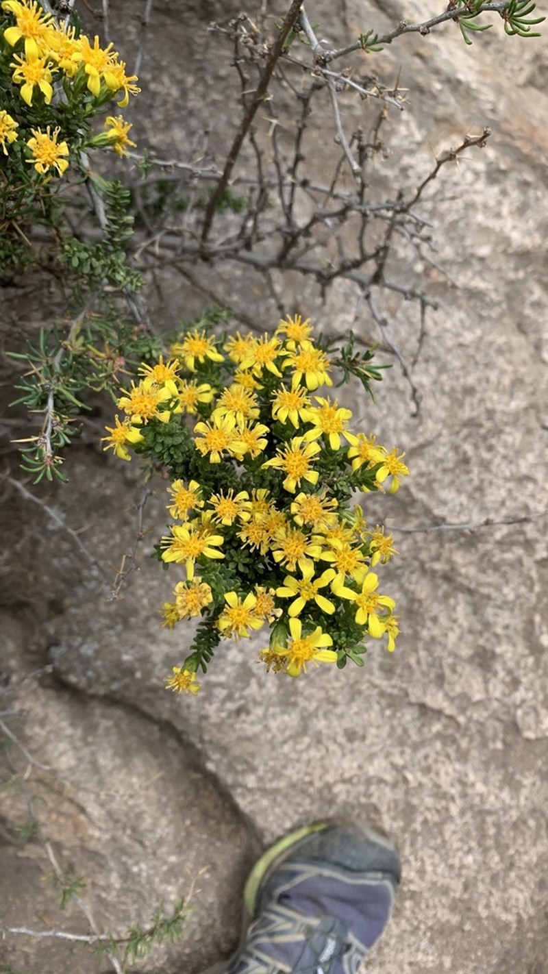 Chiliophyllum densifolium photo 8