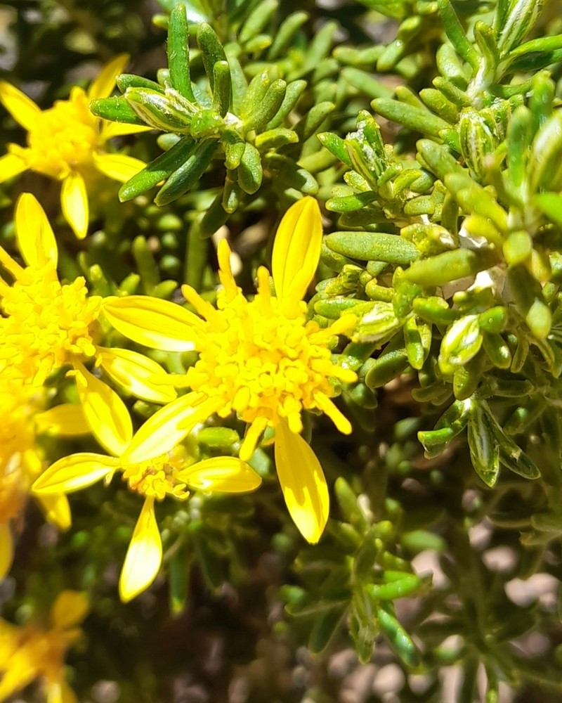 Chiliotrichiopsis keidelii