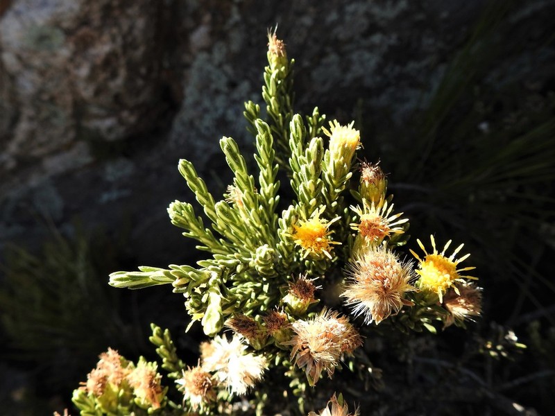Chiliotrichiopsis keidelii photo 2