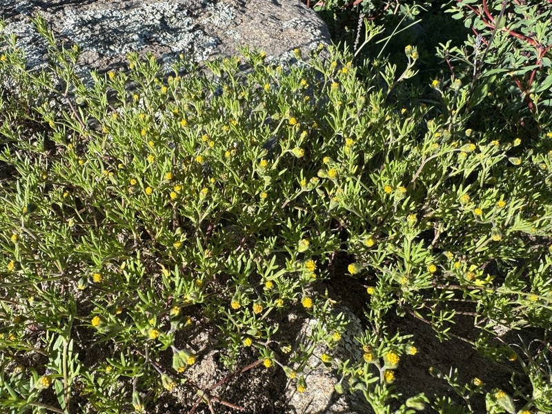 Chiliotrichiopsis keidelii photo 3