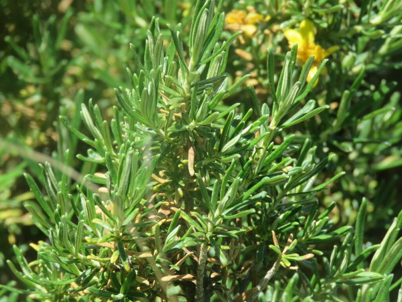 Chiliotrichiopsis keidelii photo 4
