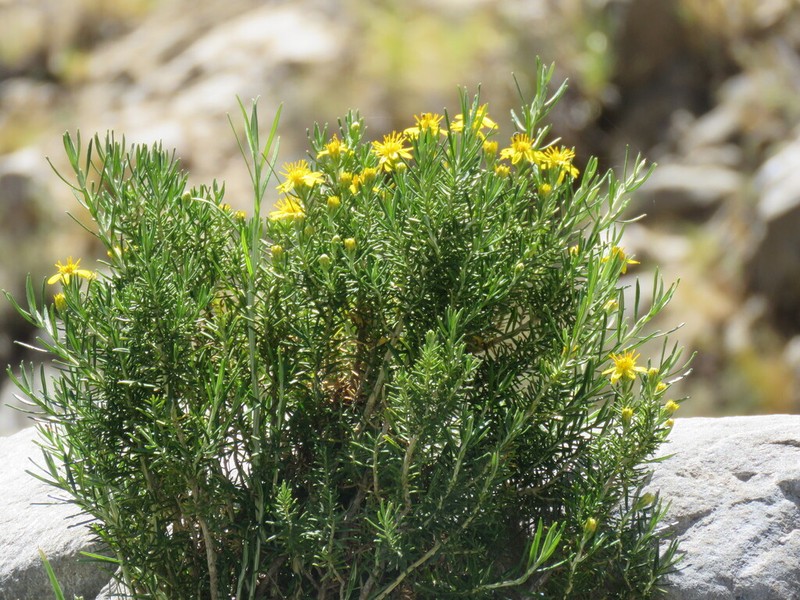 Chiliotrichiopsis keidelii photo 5