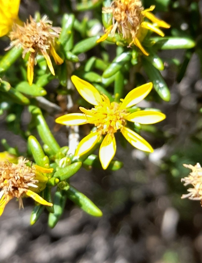 Chiliotrichiopsis keidelii photo 6