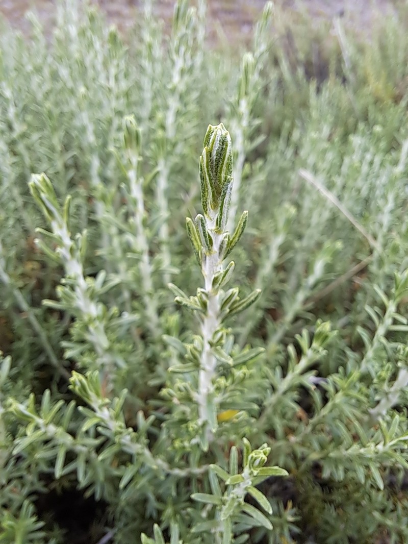Chiliotrichiopsis keidelii photo 7