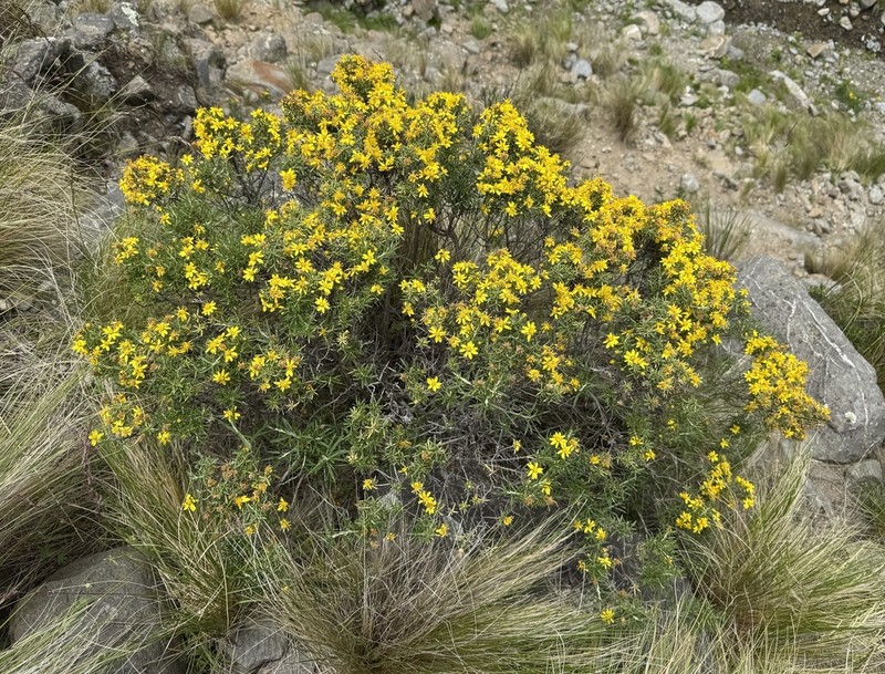 Chiliotrichiopsis keidelii photo 8