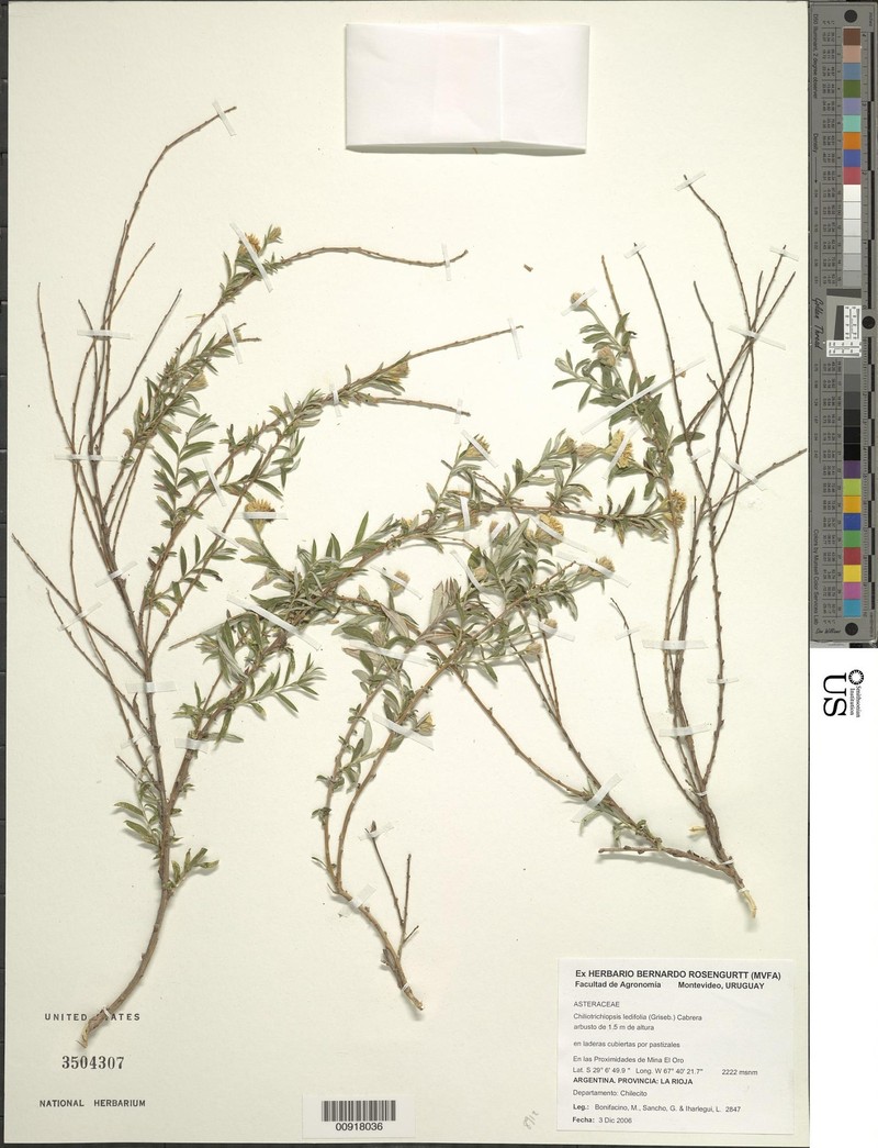 Chiliotrichiopsis ledifolia