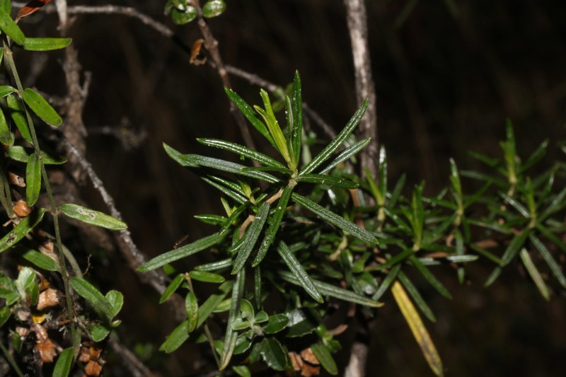 Chiliotrichiopsis peruviana
