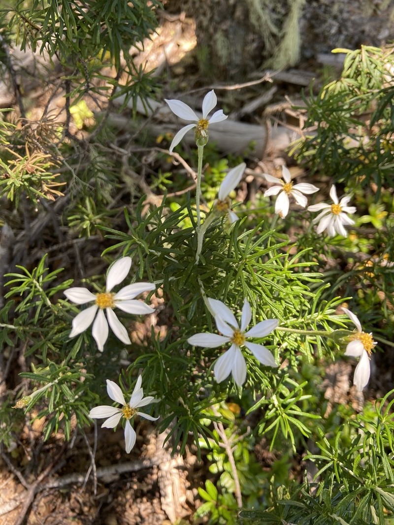 Chiliotrichum diffusum photo 2
