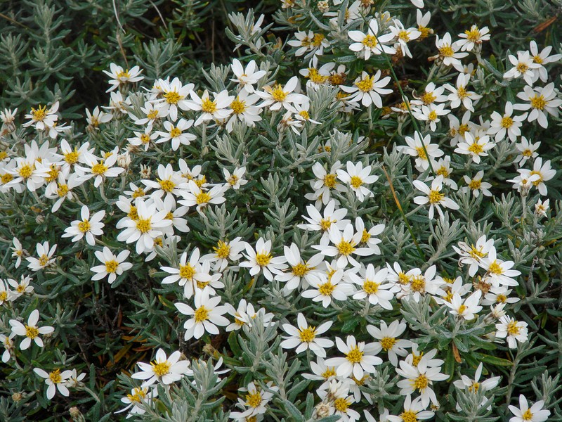 Chiliotrichum diffusum photo 3