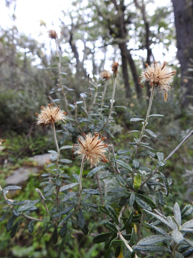 Chiliotrichum diffusum photo 4