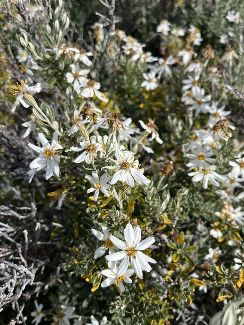 Chiliotrichum diffusum photo 5