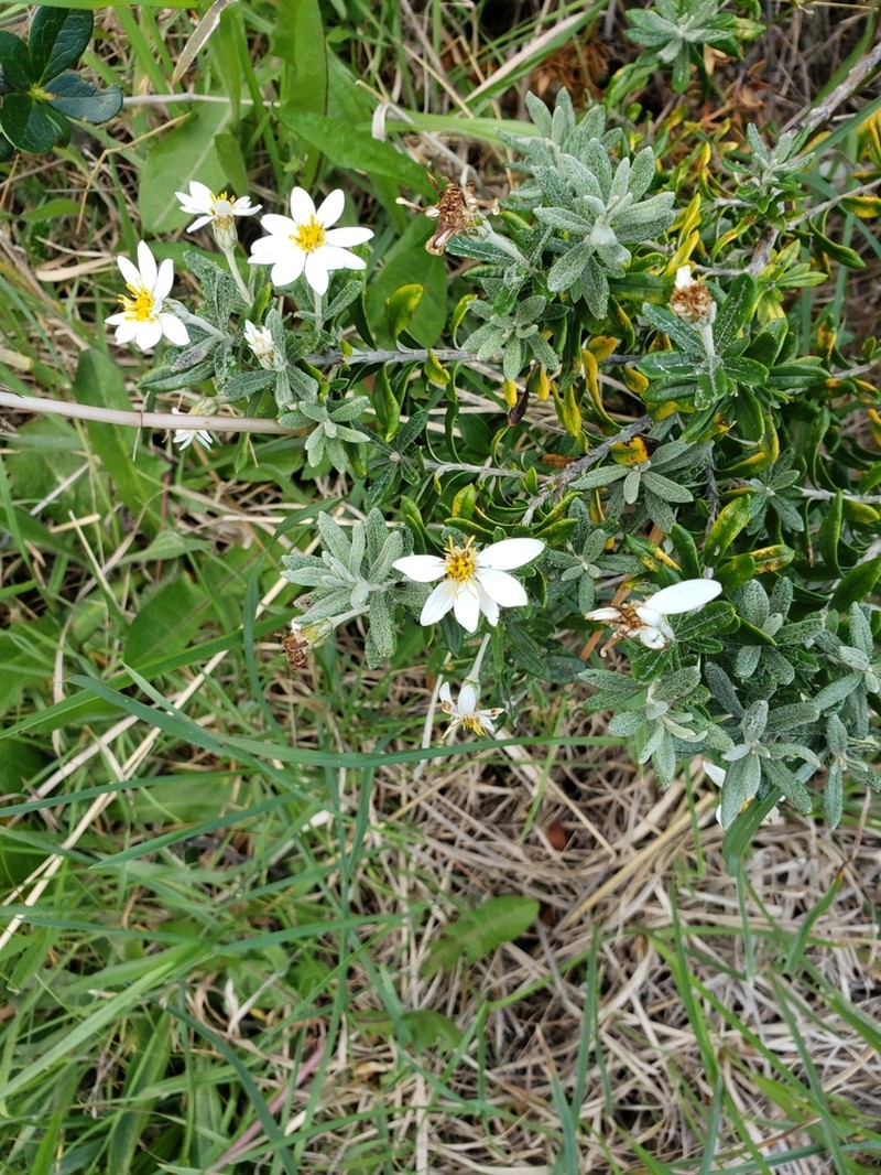 Chiliotrichum diffusum photo 6