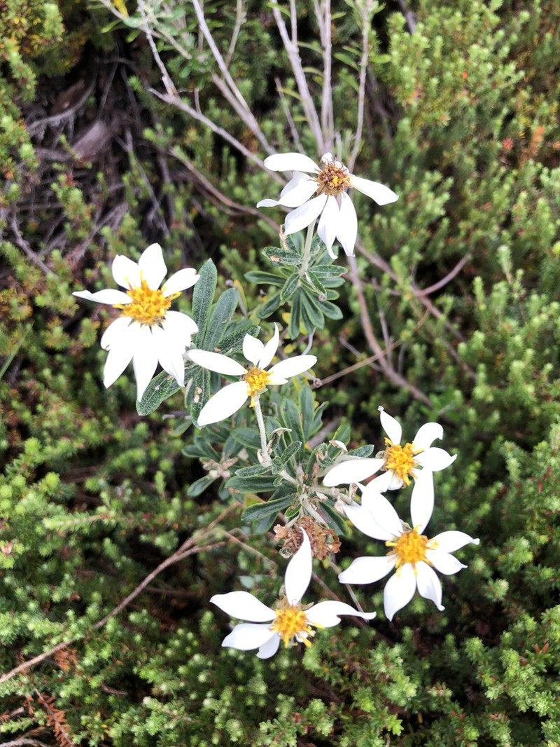 Chiliotrichum diffusum photo 7