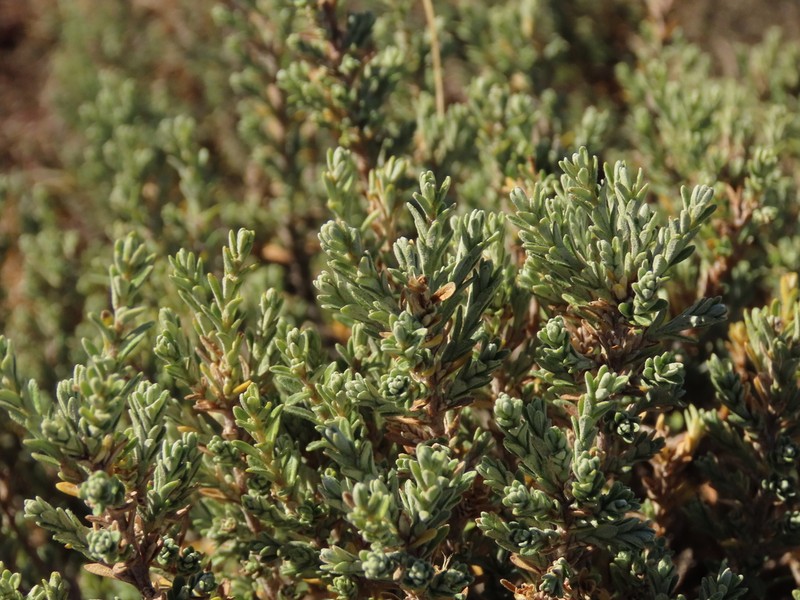 Chiliotrichum fuegianum