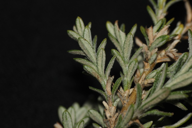 Chiliotrichum fuegianum photo 2