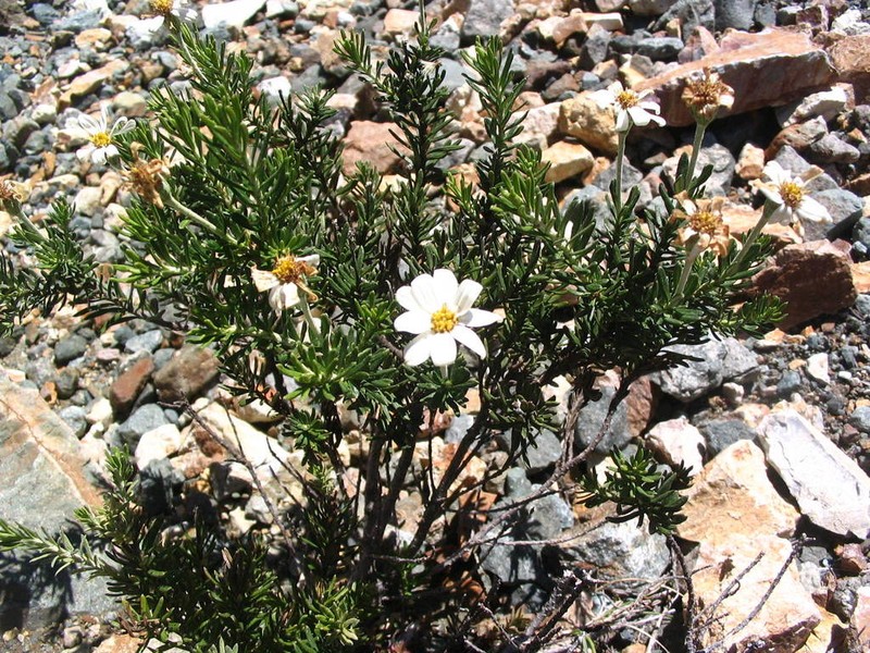 Chiliotrichum rosmarinifolium