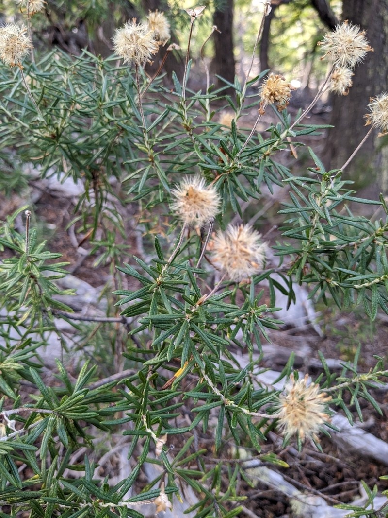 Chiliotrichum rosmarinifolium photo 2