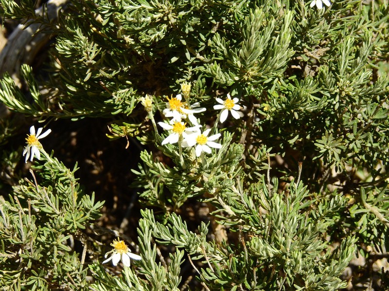 Chiliotrichum rosmarinifolium photo 3