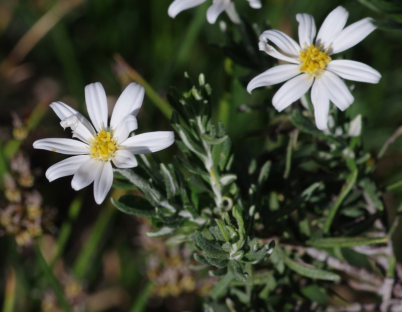 Chiliotrichum rosmarinifolium photo 4