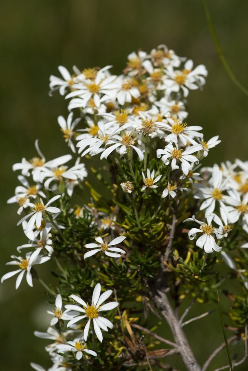 Chiliotrichum rosmarinifolium photo 5
