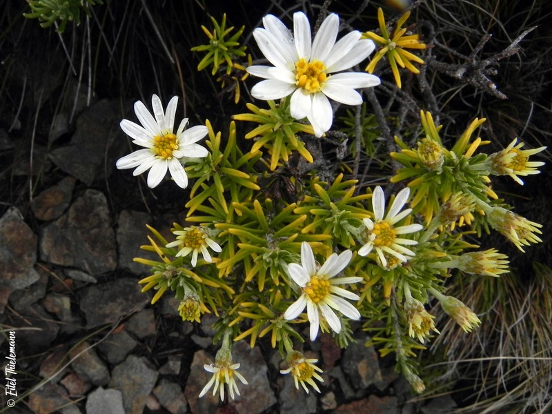 Chiliotrichum rosmarinifolium photo 6