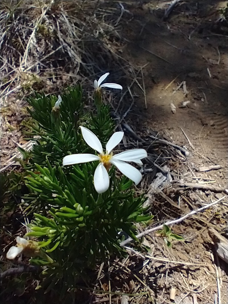 Chiliotrichum rosmarinifolium photo 7