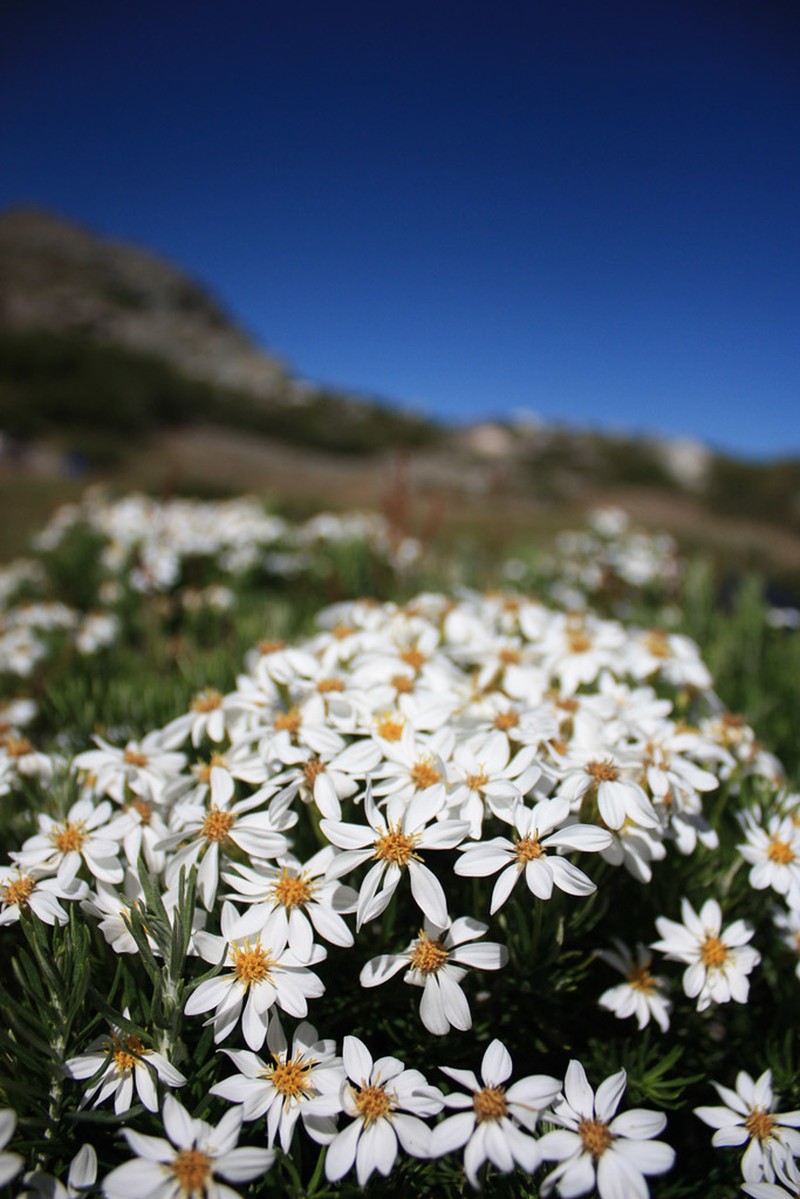 Chiliotrichum rosmarinifolium photo 8