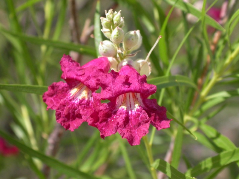Desert Willow photo 2