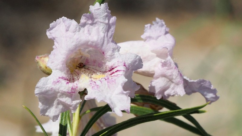 Desert Willow photo 3