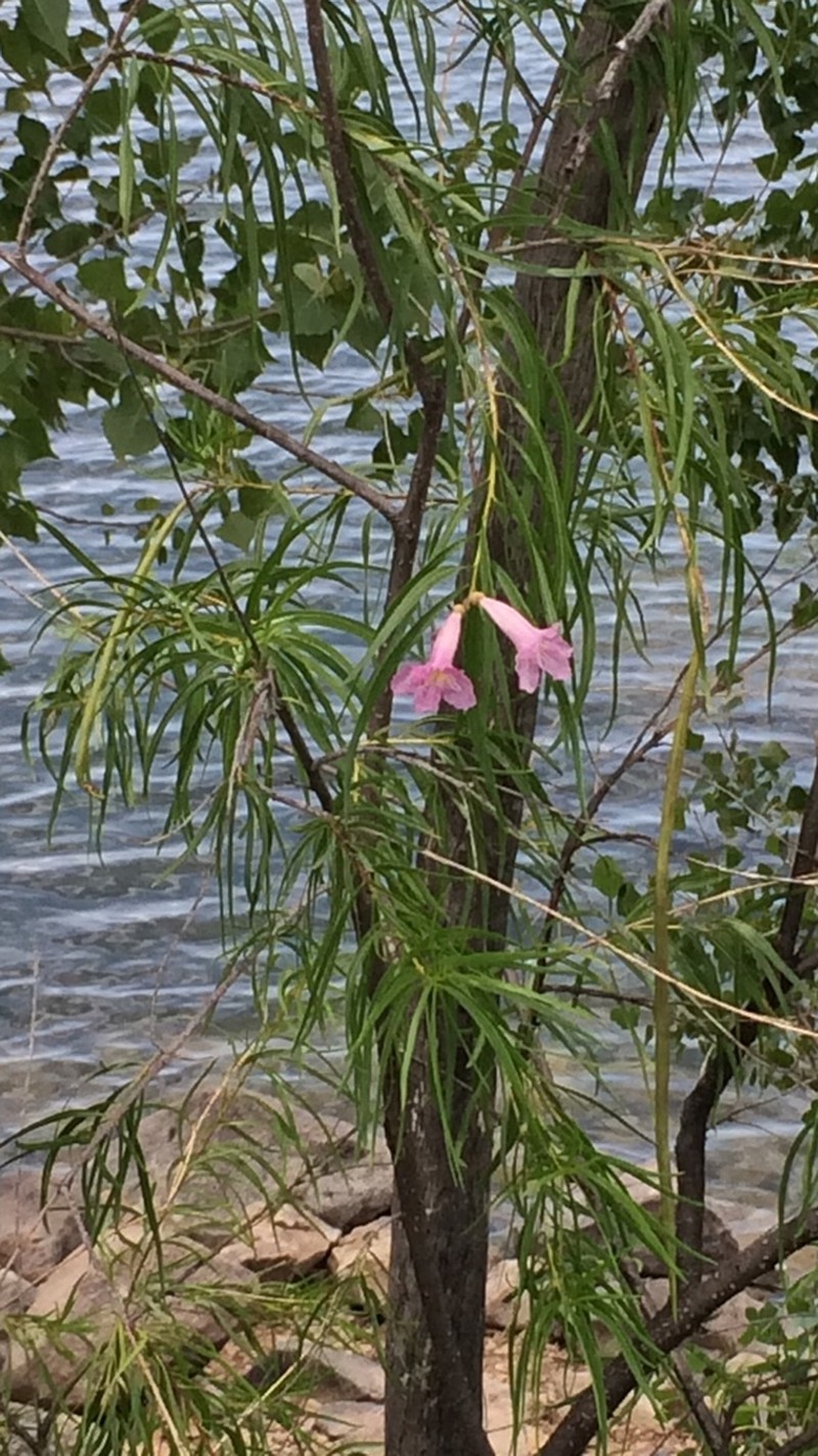 Desert Willow photo 4