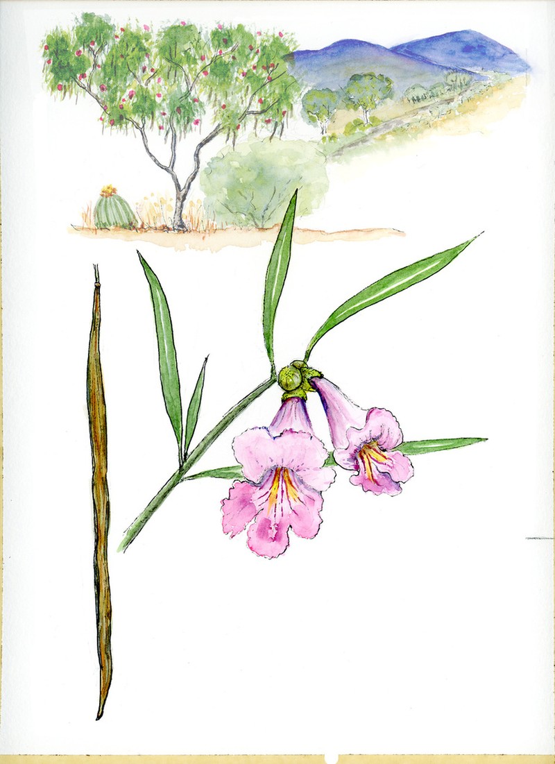 Desert Willow photo 5