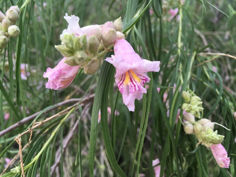 Desert Willow photo 6