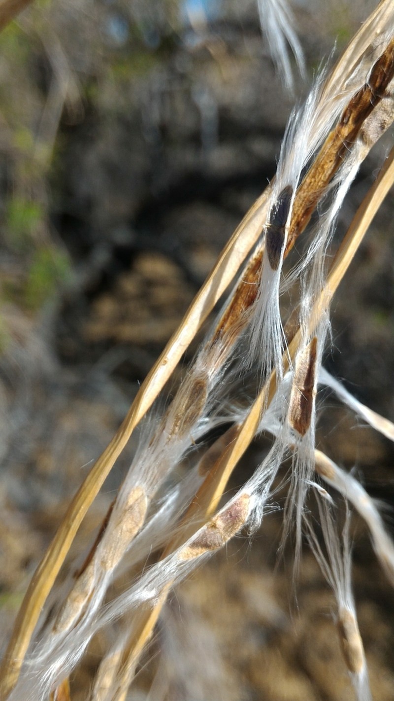 Desert Willow photo 7