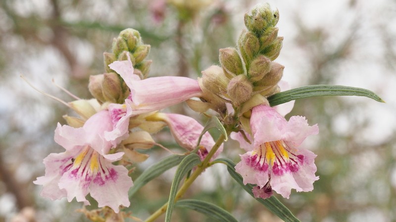 Desert Willow photo 8