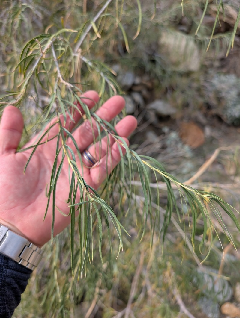 Chilopsis linearis subsp. arcuata