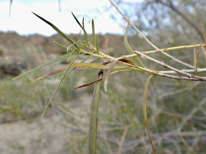 Chilopsis linearis subsp. arcuata photo 2
