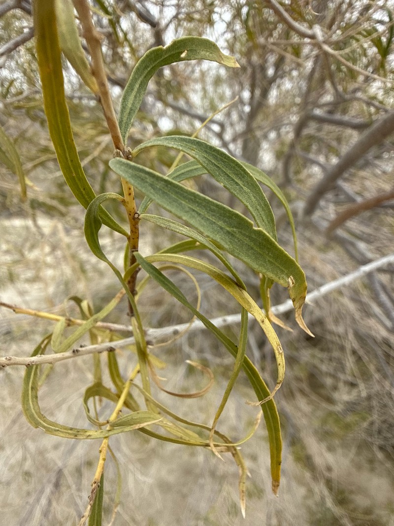 Chilopsis linearis subsp. arcuata photo 3