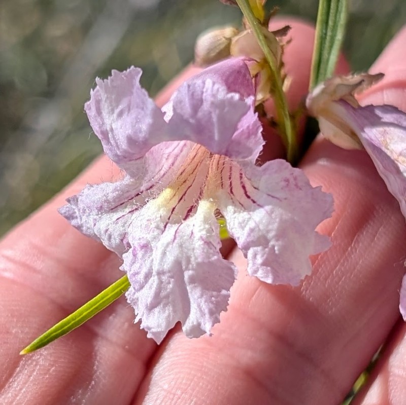 Chilopsis linearis subsp. arcuata photo 4