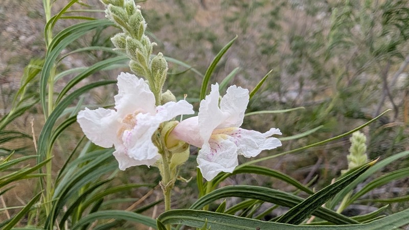 Chilopsis linearis subsp. arcuata photo 5