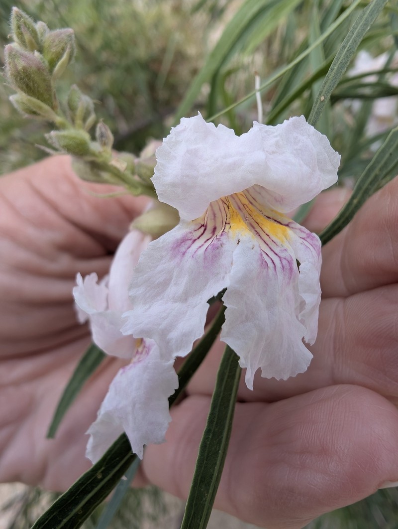 Chilopsis linearis subsp. arcuata photo 6