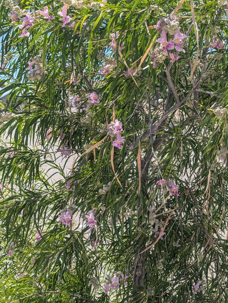 Chilopsis linearis subsp. arcuata photo 7