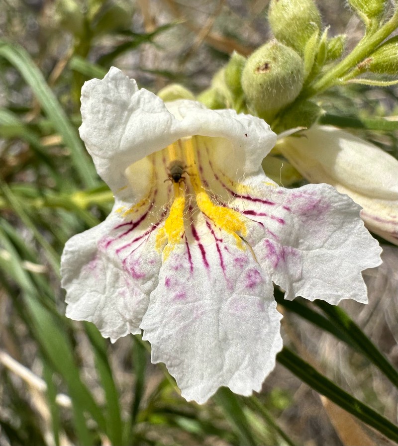 Chilopsis linearis subsp. arcuata photo 8