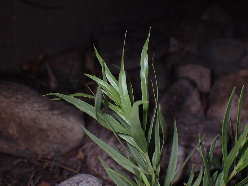 Chilopsis linearis subsp. linearis