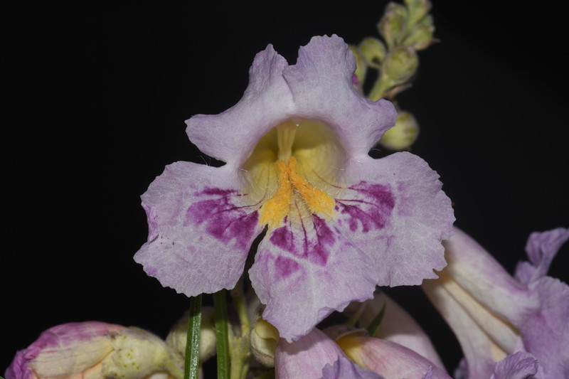 Chilopsis linearis subsp. linearis photo 2