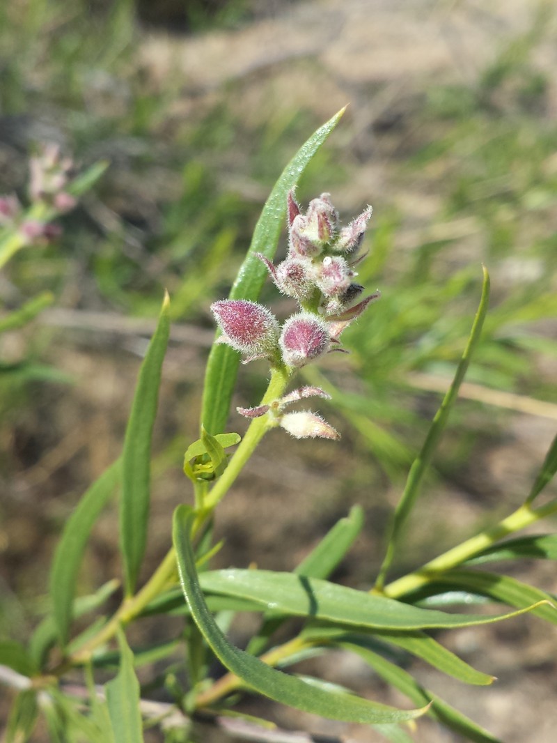 Chilopsis linearis subsp. linearis photo 3