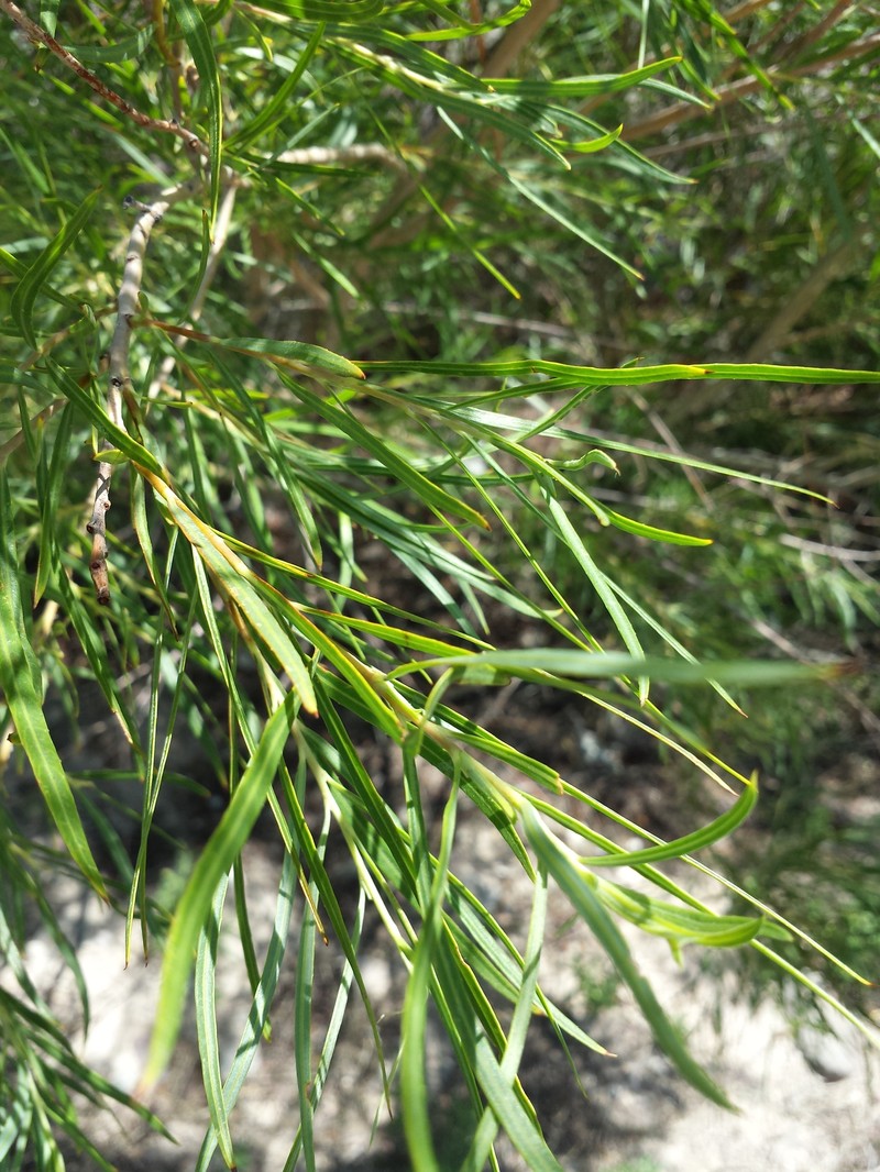 Chilopsis linearis subsp. linearis photo 4
