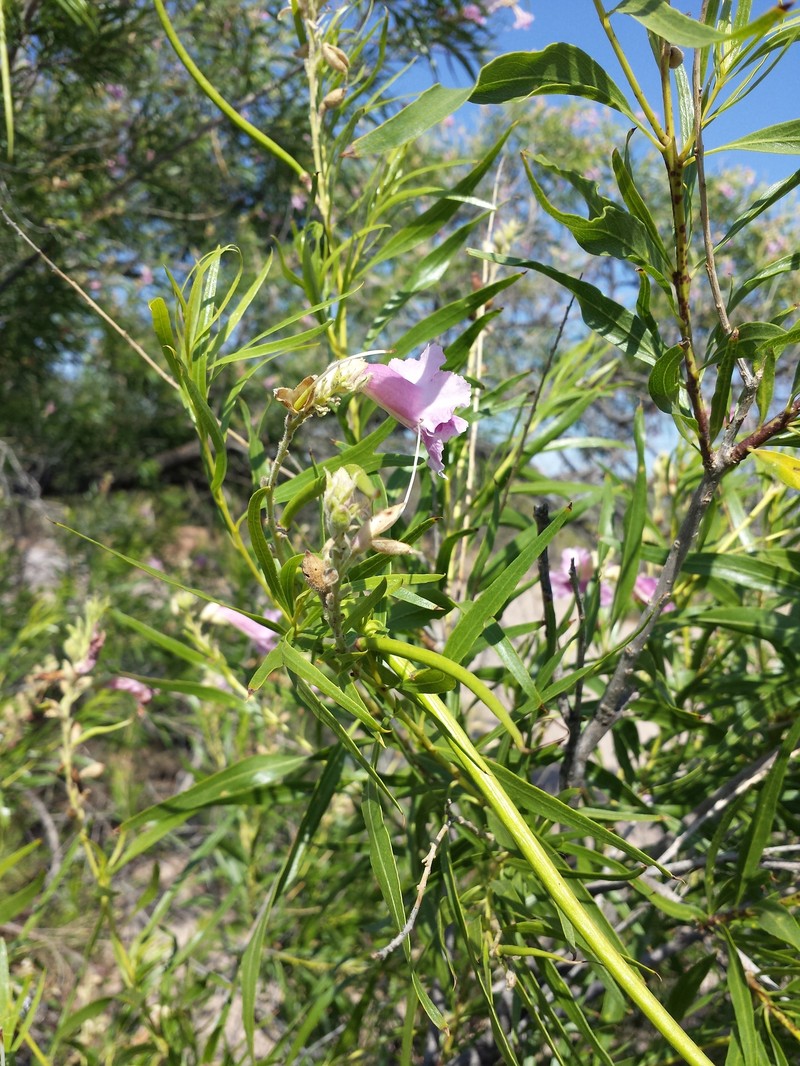 Chilopsis linearis subsp. linearis photo 5