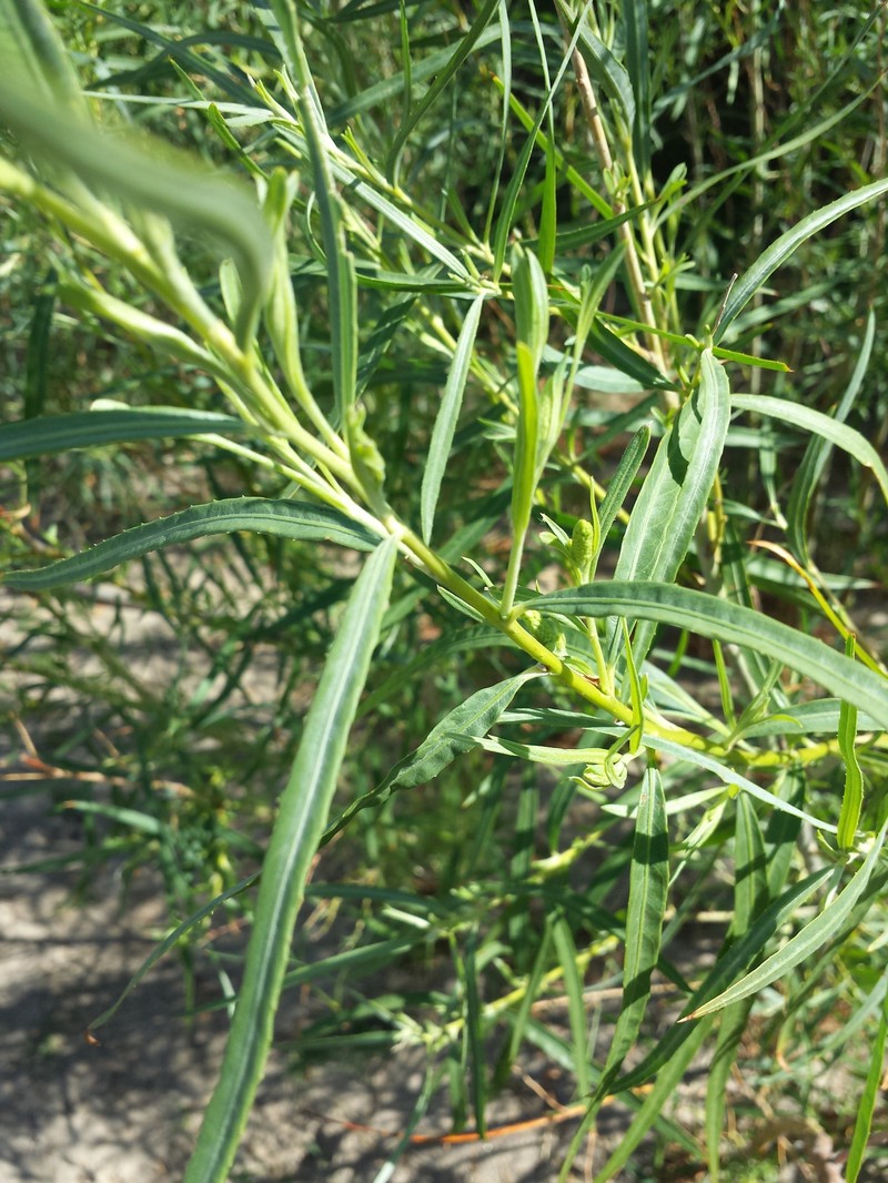 Chilopsis linearis subsp. linearis photo 6